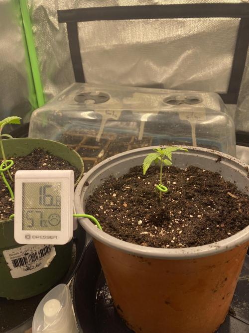 HellfireOG. Week 2