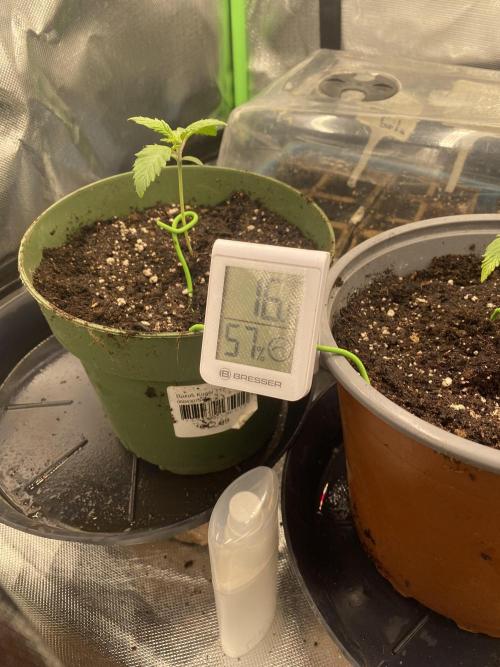 HellfireOG. Week 2