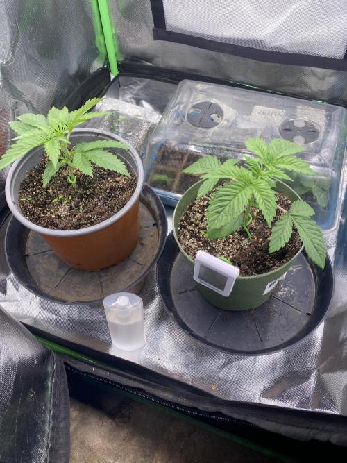 HellfireOG. Week 3