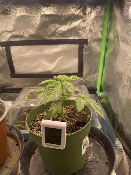 HellfireOG. Week 3