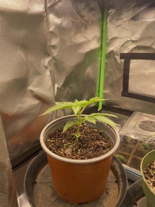 HellfireOG. Week 3
