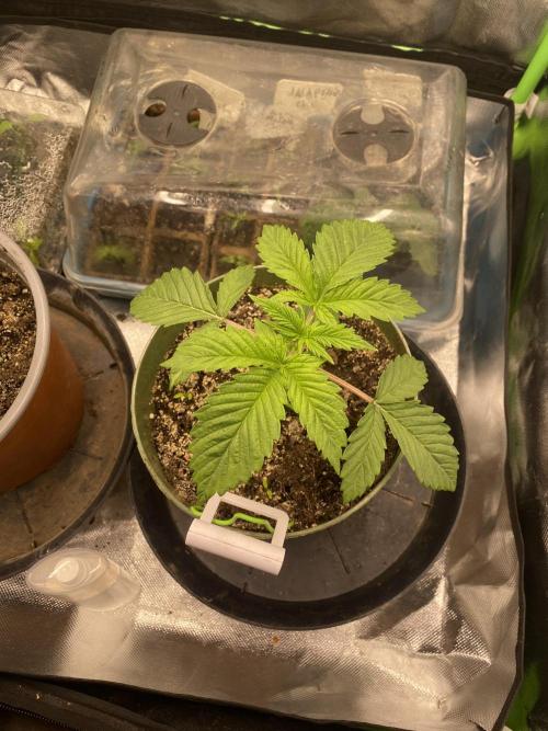 HellfireOG. Week 3