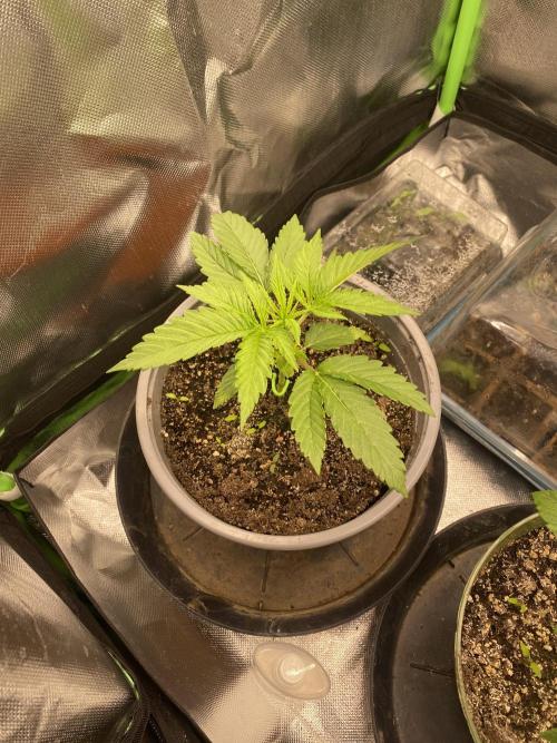 HellfireOG. Week 3