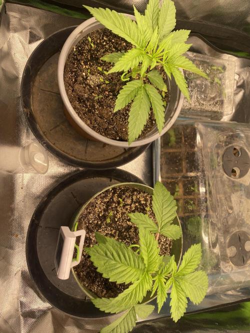 HellfireOG. Week 3
