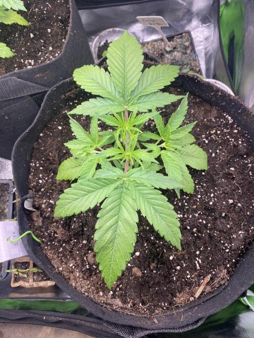 HellfireOG. Week 4