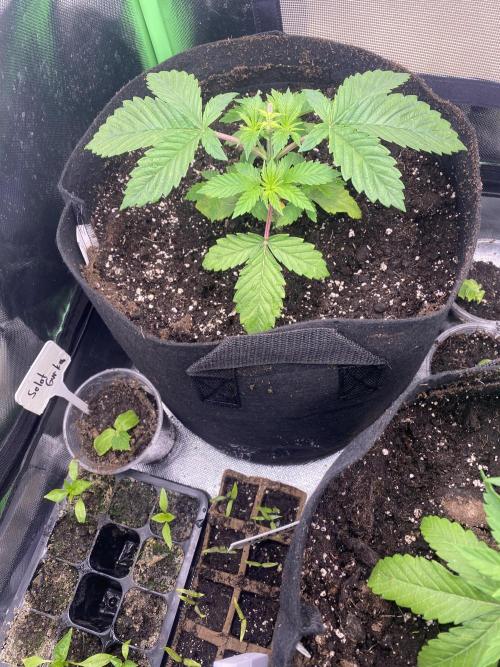 HellfireOG. Week 4