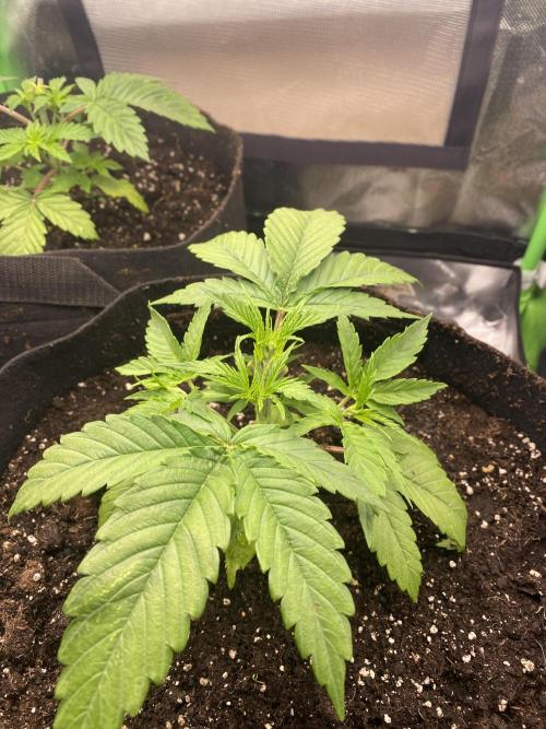 HellfireOG. Week 4