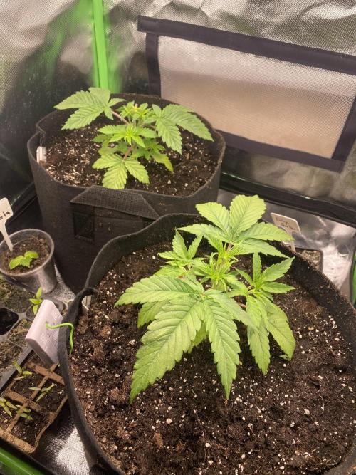 HellfireOG. Week 4