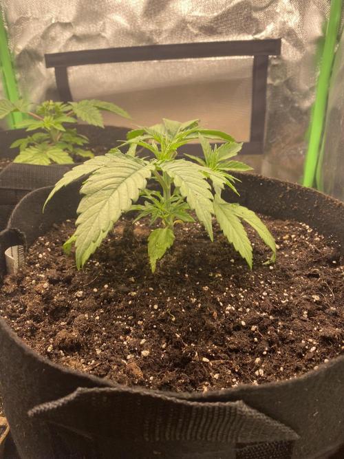 HellfireOG. Week 4