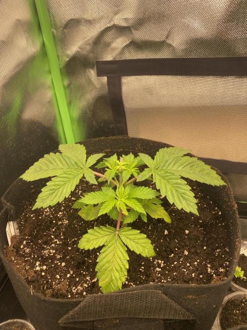 HellfireOG. Week 4