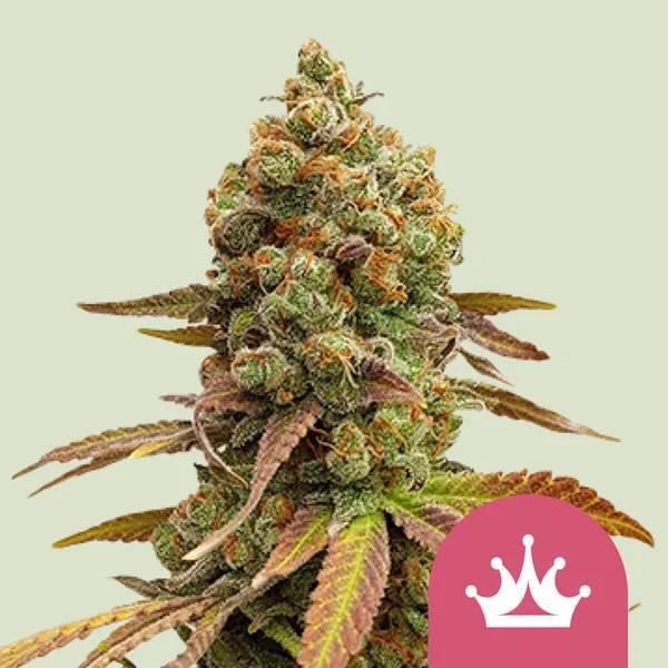 SnowGrow. Week 16