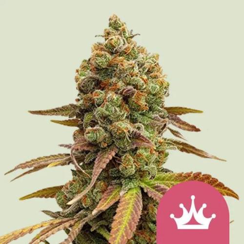 Special Queen #1. Week 16