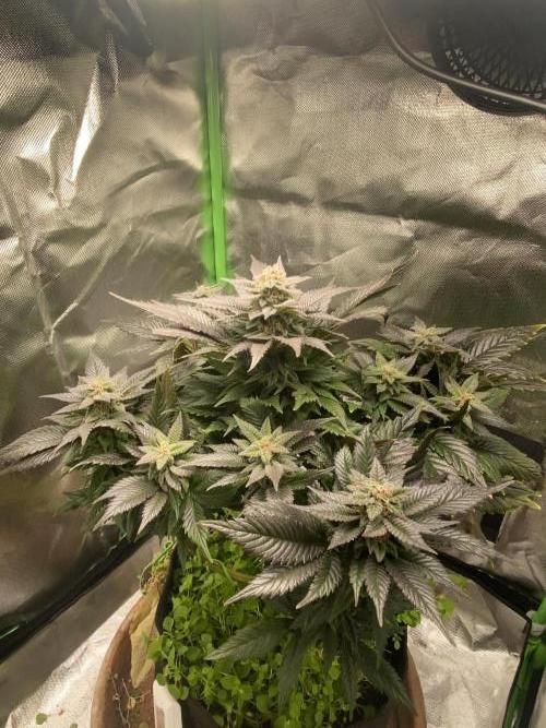 SnowGrow. Week 14