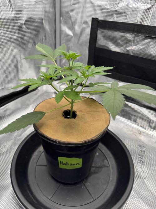 Halison. Week 4