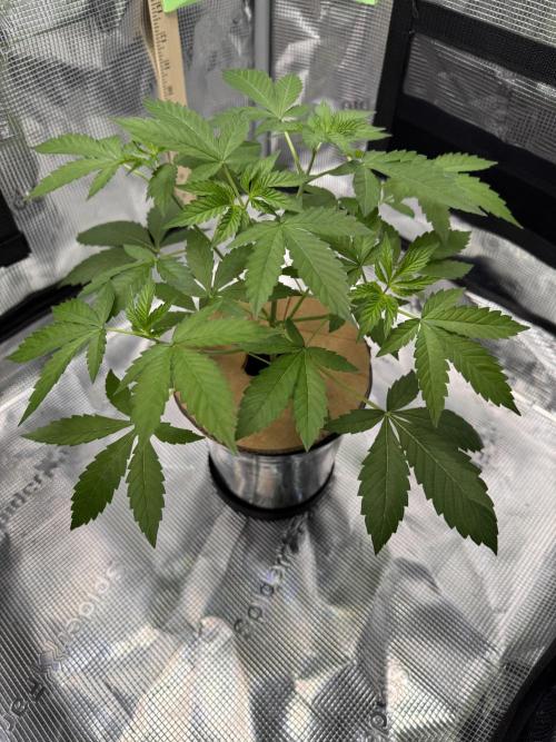 Halison. Week 5