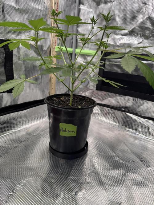Halison. Week 6