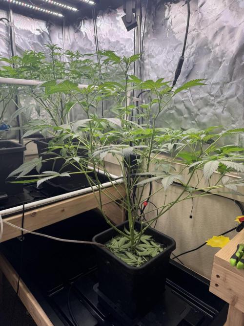 Halison. Week 9
