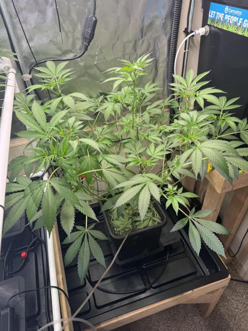 Halison. Week 9