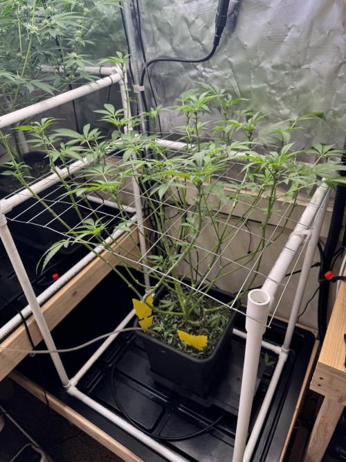 Halison. Week 10