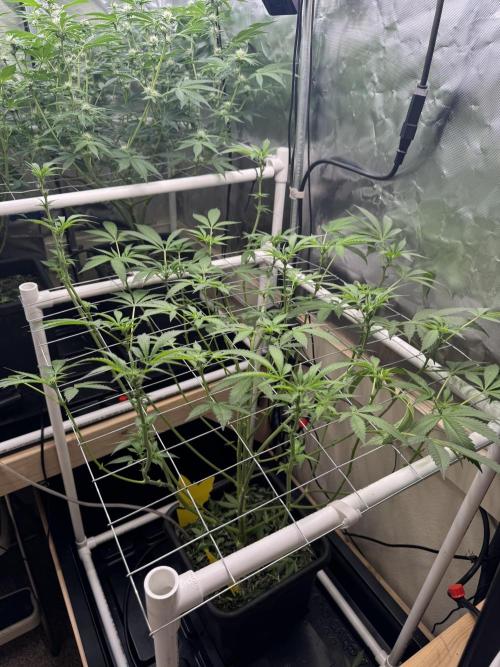Halison. Week 10