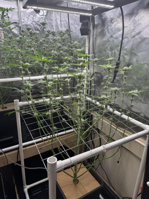 Halison. Week 12