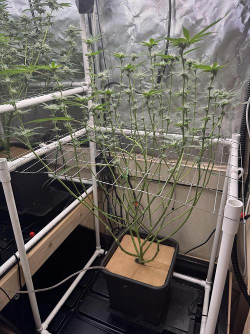 Halison. Week 12