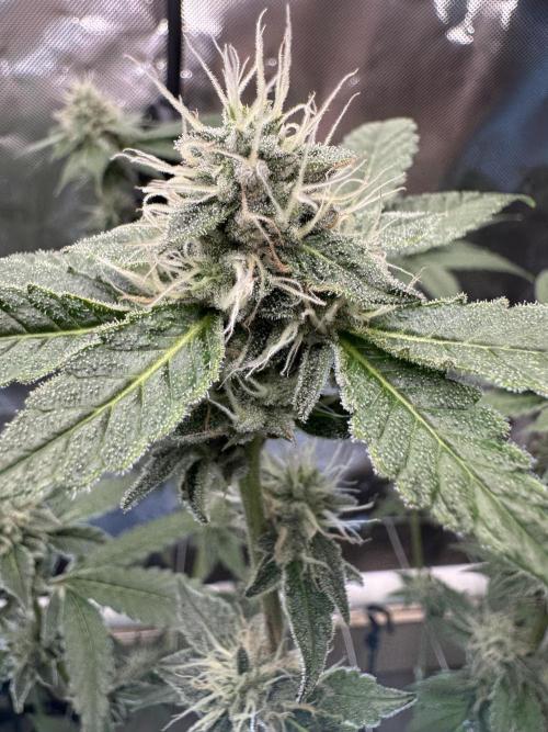 Halison. Week 14