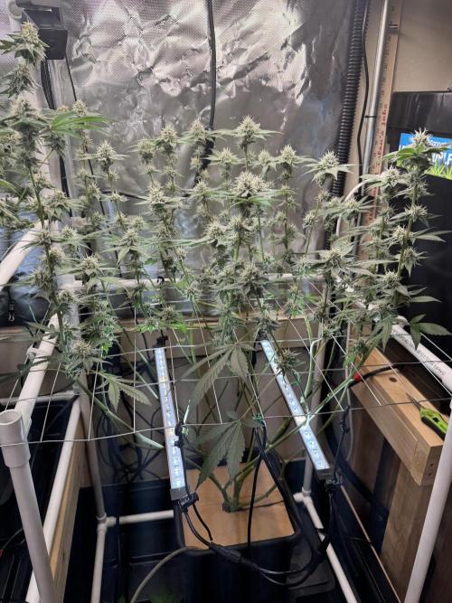 Halison. Week 14