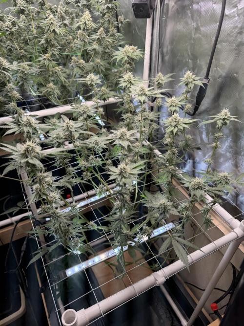 Halison. Week 14