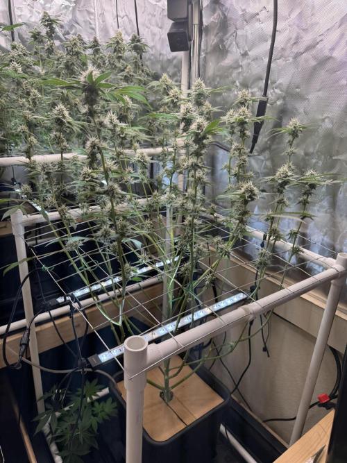 Halison. Week 14