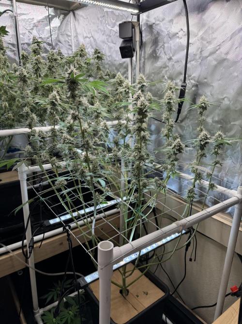 Halison. Week 15