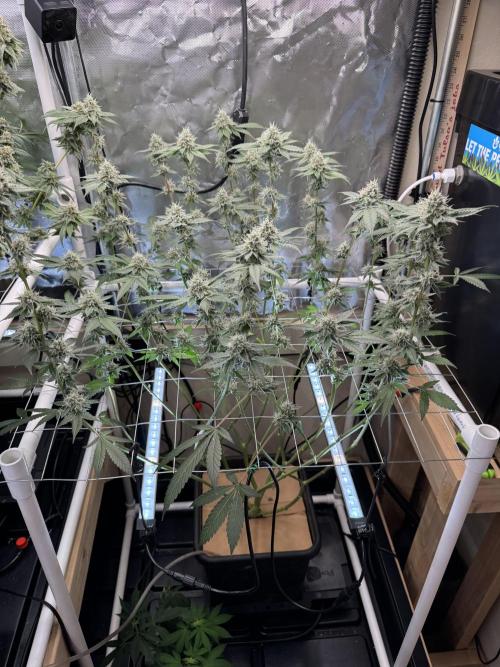 Halison. Week 15