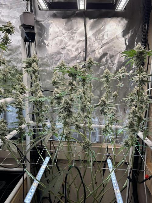 Halison. Week 15