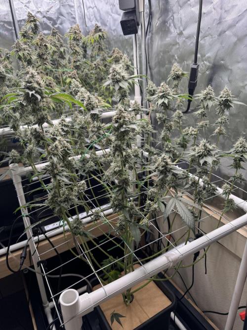 Halison. Week 17