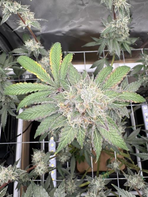 Halison. Week 17