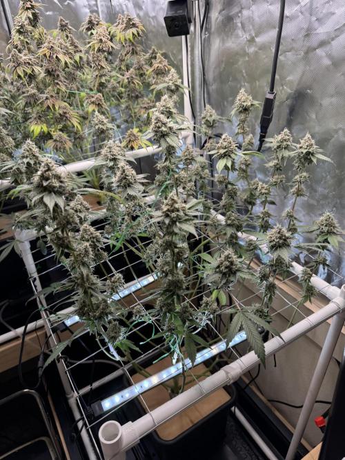 Halison. Week 18