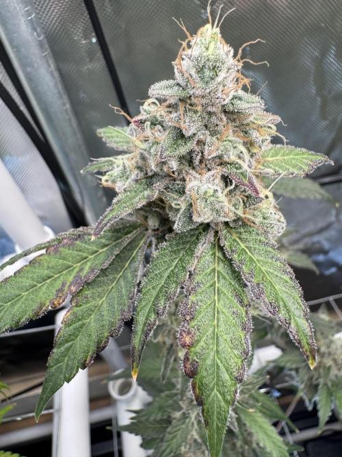 Halison. Week 18