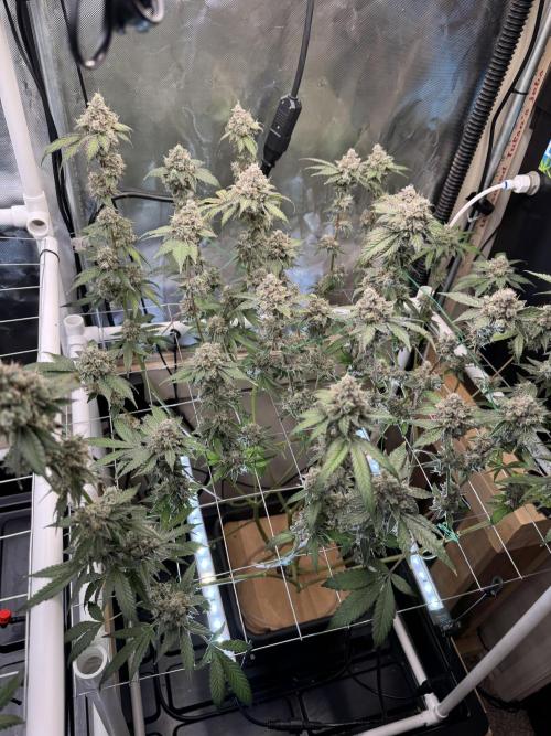 Halison. Week 19