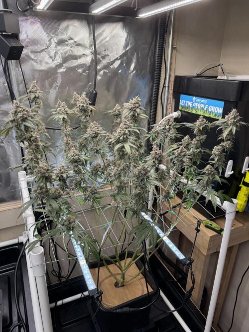 Halison. Week 20