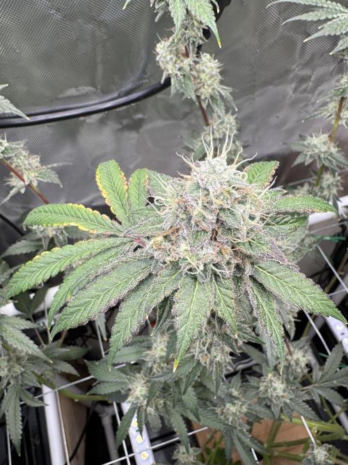 Halison. Week 10