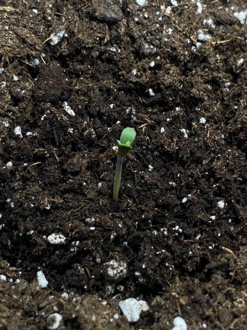 Auto Super Lemon Haze / TV Ünitesi. Week 1 - 1. GÜN
1x 50W Torch 40cm
50ML Can suyu verildi