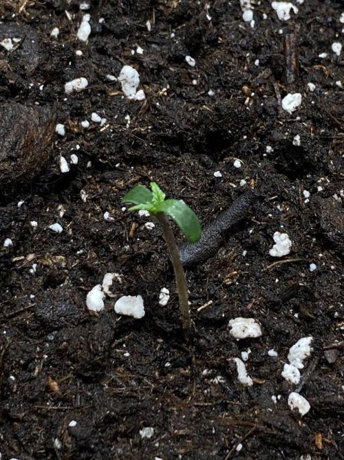 Auto Super Lemon Haze / TV Ünitesi. Week 1 - 2. GÜN
1x 50W Torch 50cm
Sulama Yok
Eksoz Fan 10 m³/h