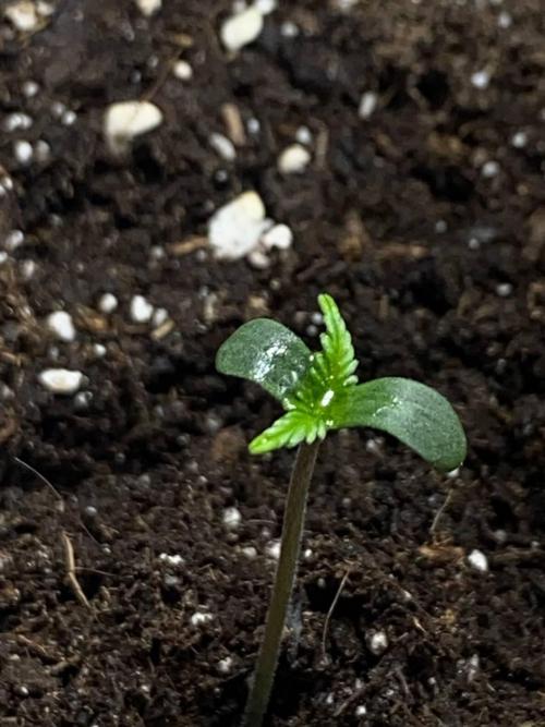 Auto Super Lemon Haze / TV Ünitesi. Week 1 - 3. GÜN
1x 50W Torch 50cm
Sulama yok
Eksoz Fan 20 m³/h