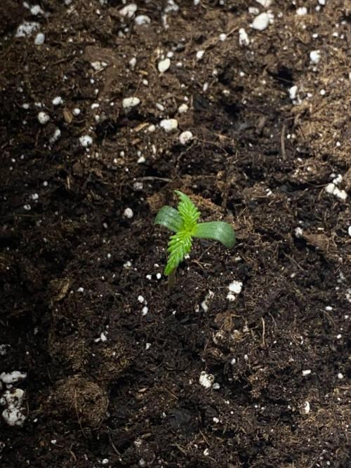 Auto Super Lemon Haze / TV Ünitesi. Week 1 - 4. GÜN
3x 50W Torch 70cm
Sulama: 150ML 1lt/2ml Root boster
Eksoz Fan 20 m³/h