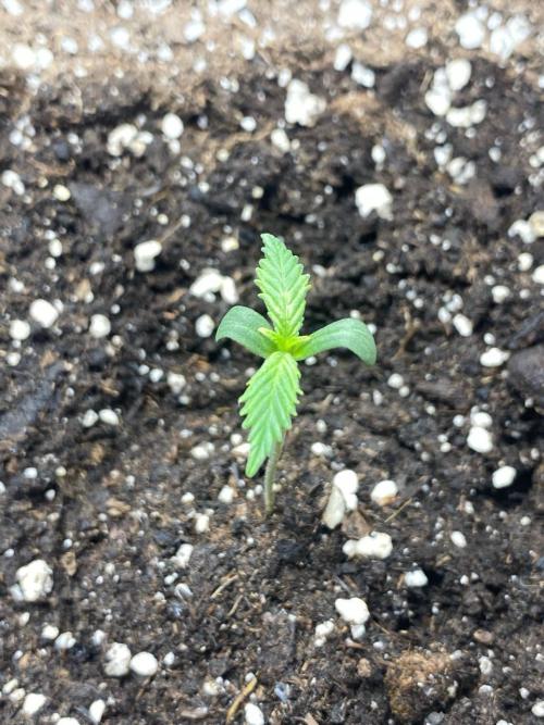 Auto Super Lemon Haze / TV Ünitesi. Week 1 - 5. GÜN
3x 50W Torch 70cm
Sulama yok
Eksoz Fan 20 m³/h