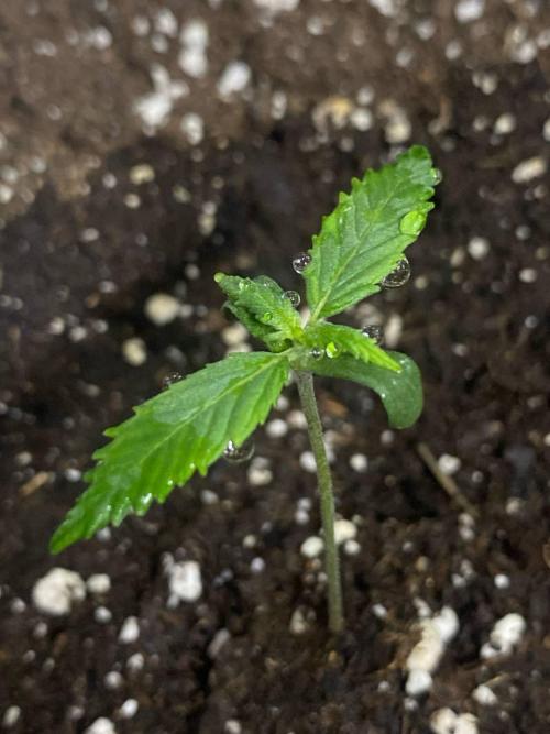 Auto Super Lemon Haze / TV Ünitesi. Week 1 - 6. GÜN
3x 50W Torch 70cm
Sulama: Yok
Eksoz Fan 20 m³/h