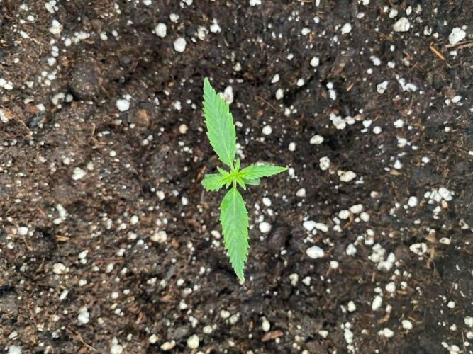 Auto Super Lemon Haze / TV Ünitesi. Week 1 - 7. GÜN
3x 50W Torch 70cm
Sulama: Yok
Eksoz Fan 20 m³/h