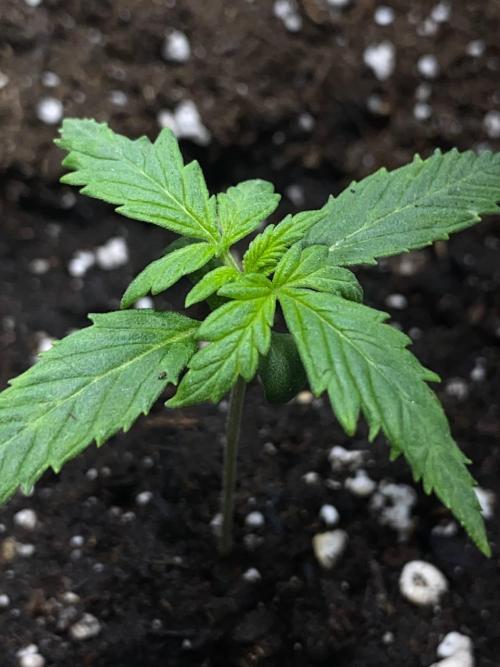 Auto Super Lemon Haze / TV Ünitesi. Week 2 - 12. Gün
1x 50W Torch 60cm
Sulama: Yok
