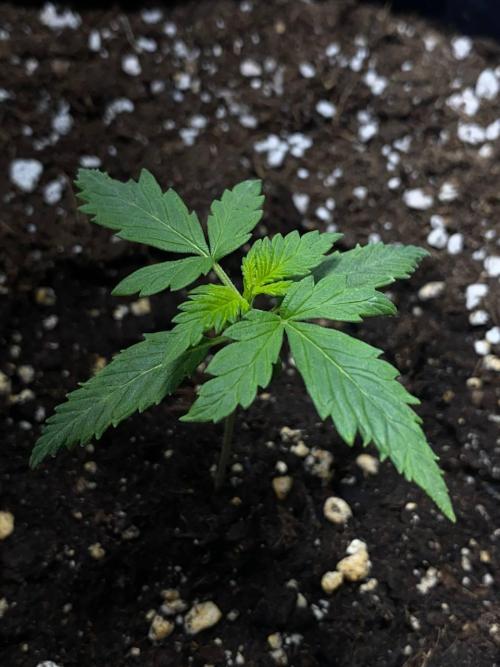 Auto Super Lemon Haze / TV Ünitesi. Week 2 - 14. Gün
1x 50W Torch 40cm
Sulama: Yok
