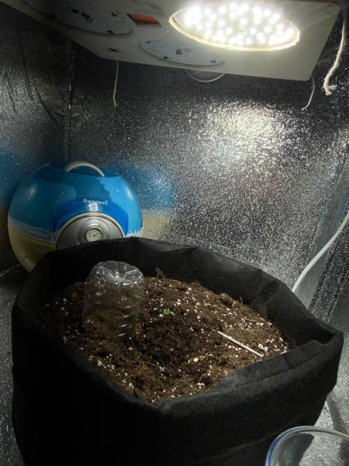 Auto Super Lemon Haze / TV Ünitesi. Week 1 - 2. GÜNDEN